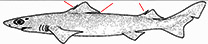 Centrophorus lisitanicus-Dibujo.jpg